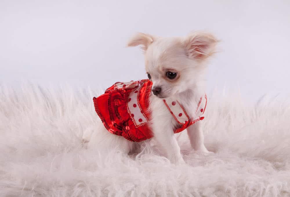 custom dog shirts